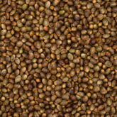 Hemp Seeds